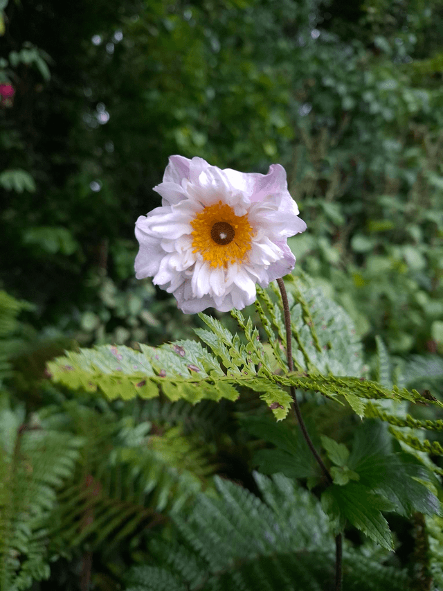 Anemone 'Dainty Swan' 1 litre