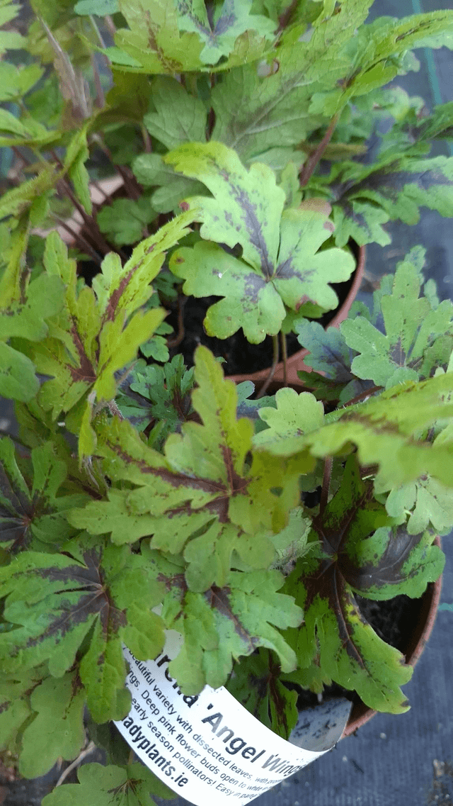 Tiarella 'Angel Wings' P9