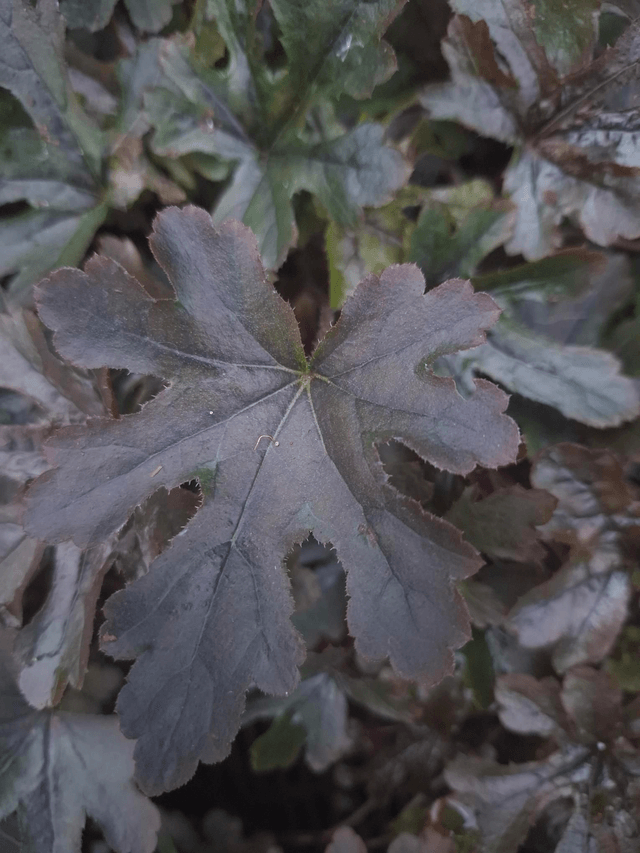 Heucherella ‘Art Katona’ 1 litre