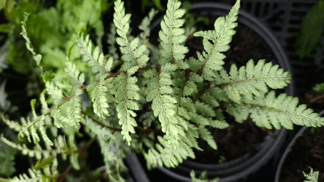 Athyrium 'Ghost' 2 litre