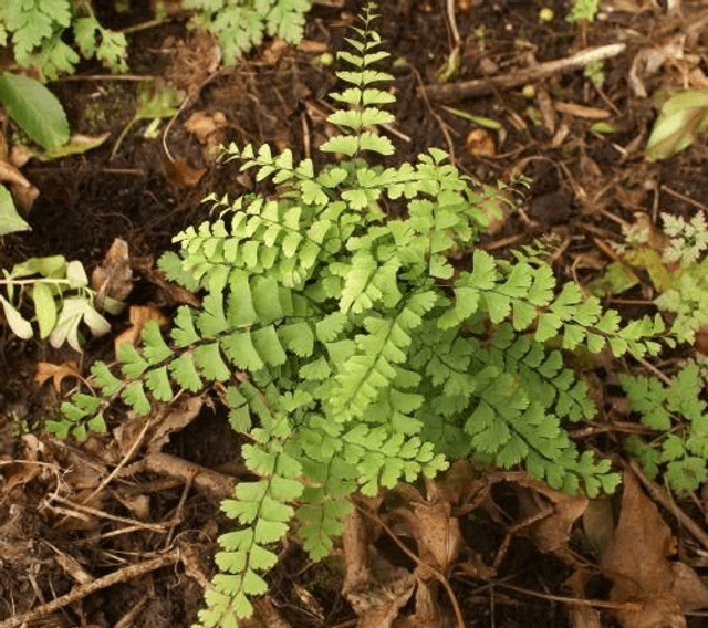 Adiantum aleuticum 'Imbricatum' 1 litre