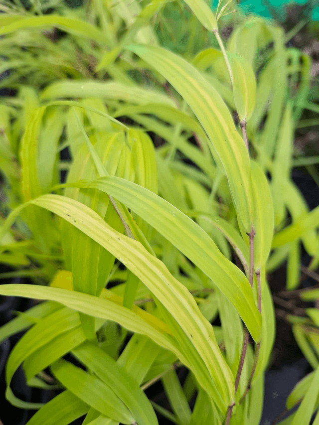 Hakonechloa macra Sunflare 1 litre