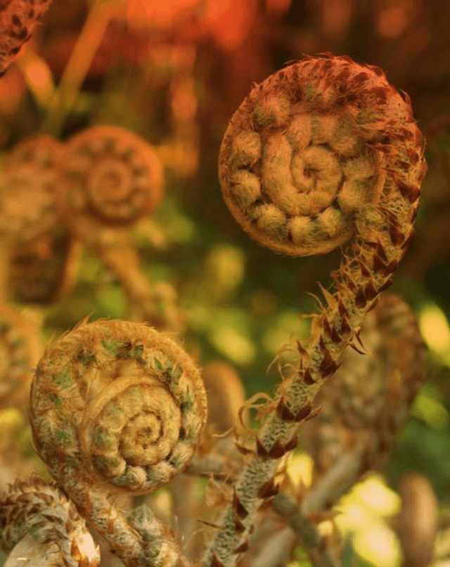 Ferns for Dry Shade collection 