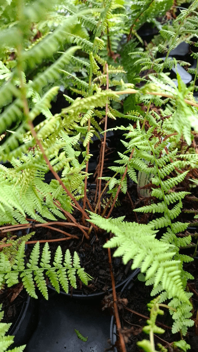 Athyrium filix-femina 'Rotsteil'- The Red Stemmed Lady Fern 1 litre