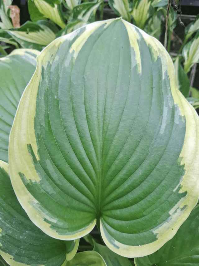NEW!!! Hosta 'Wu La La' 1 litre