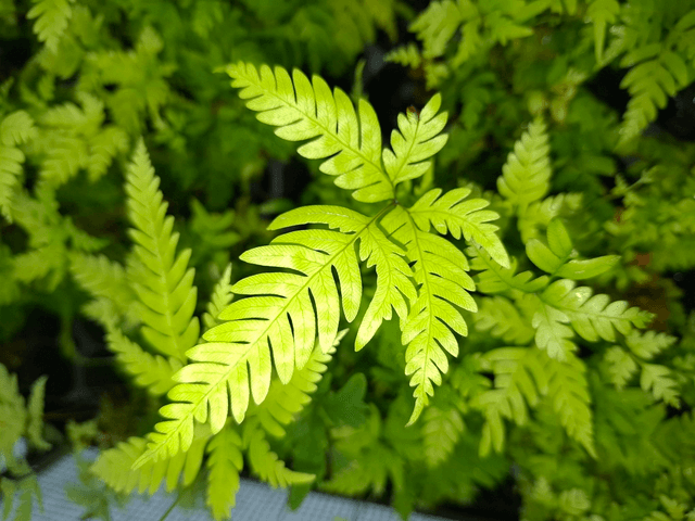 Pteris fauriei (Silver Lace Fern) 1 litre