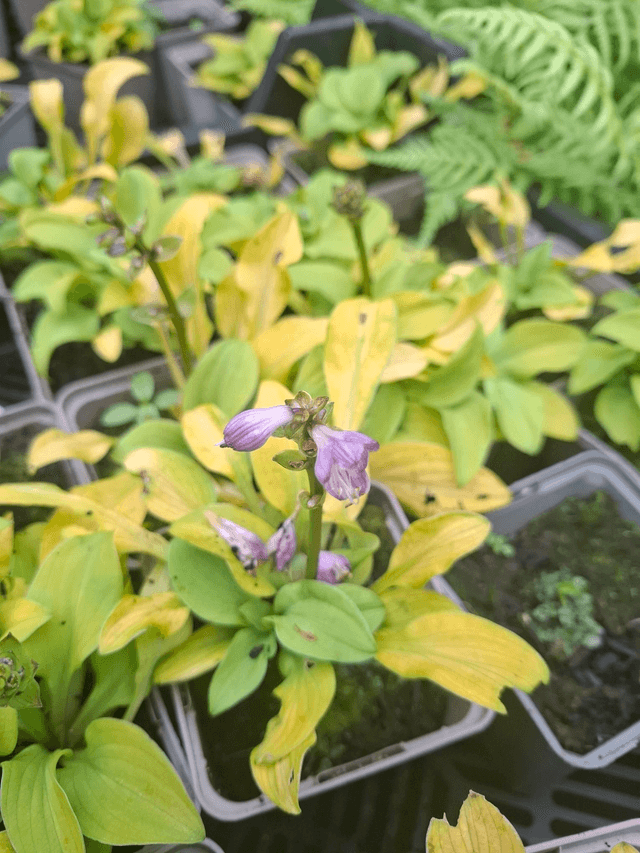 Hosta 'Sun Mouse' p9