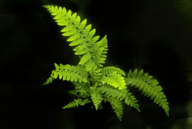 Polystichum setiferum 'Wollastonii' 9cm