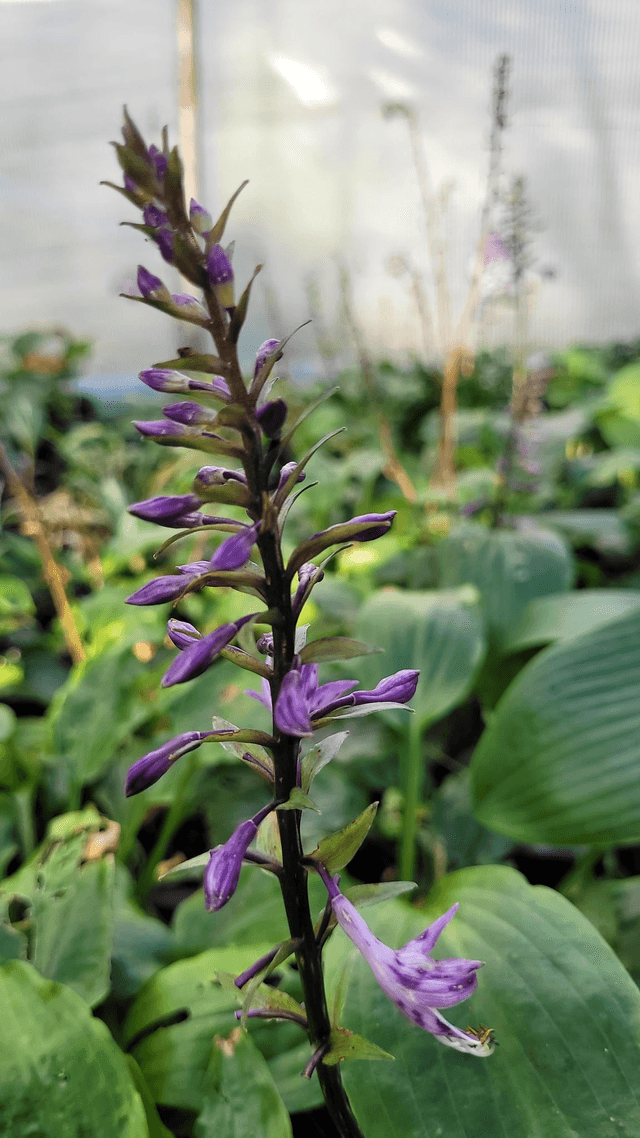 Hosta 'Stirfry' 