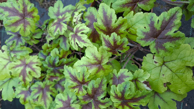 Tiarella 'Jeepers Creepers' 1 litre 