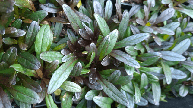 Ajuga reptans 'Chocolate Chip' P9
