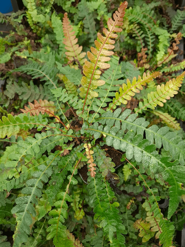 Doodia media- Rasp Fern 1 litre