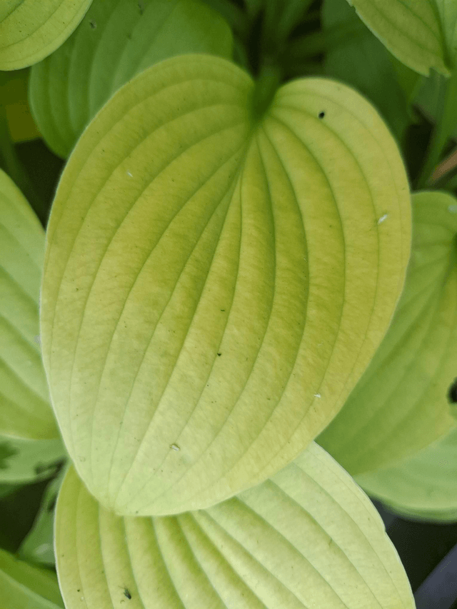 Hosta 'August Moon' P9