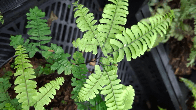 Adiantum aleuticum 'Imbricatum' 1 litre