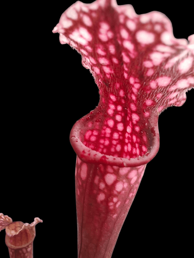 Sarracenia x stevensii 9cm