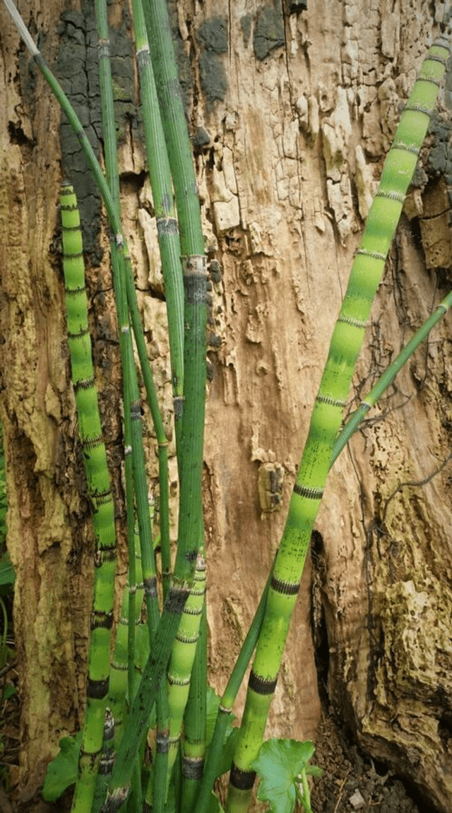 Equisetum hyemale var. Robustum - Giant Horsetail 1 litre