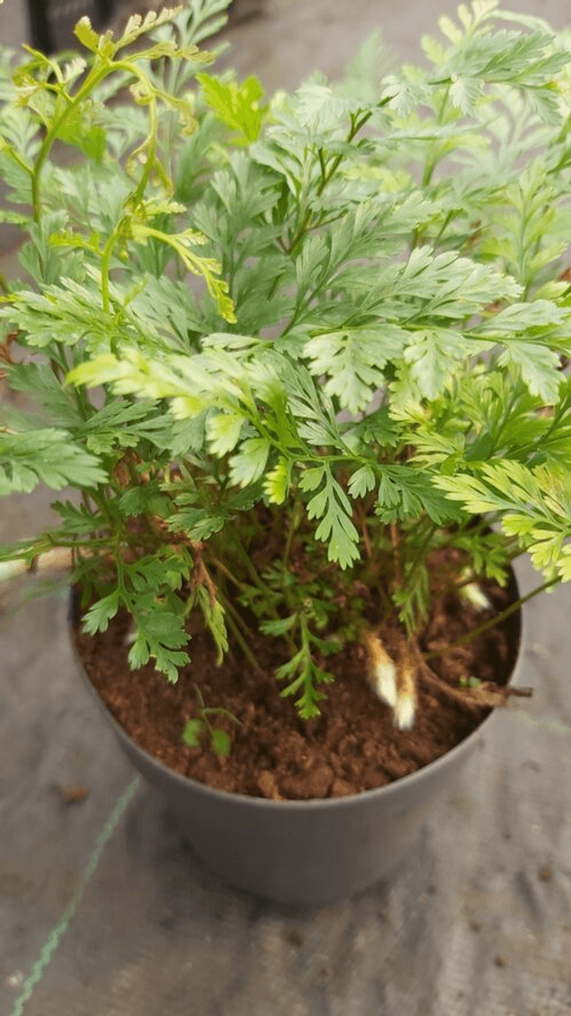 Davallia fejeensis 6cm