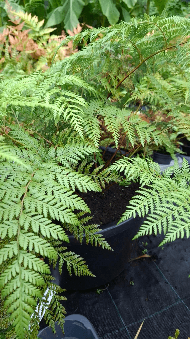 Dicksonia antarctica 