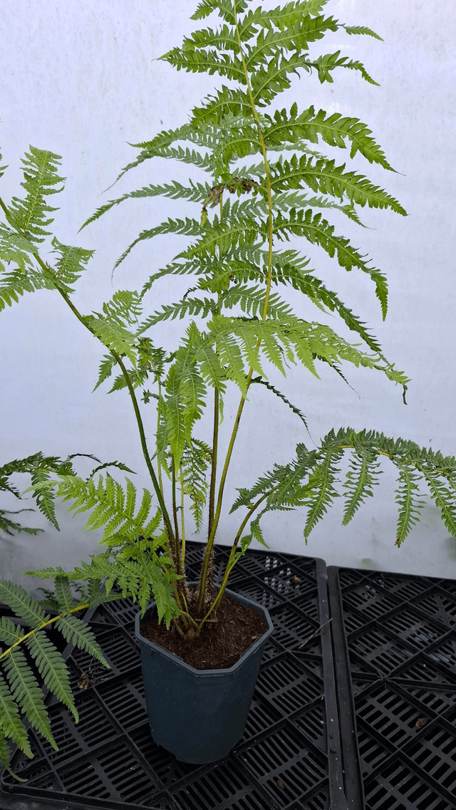 Cyathea cooperi - Australian Tree Fern 