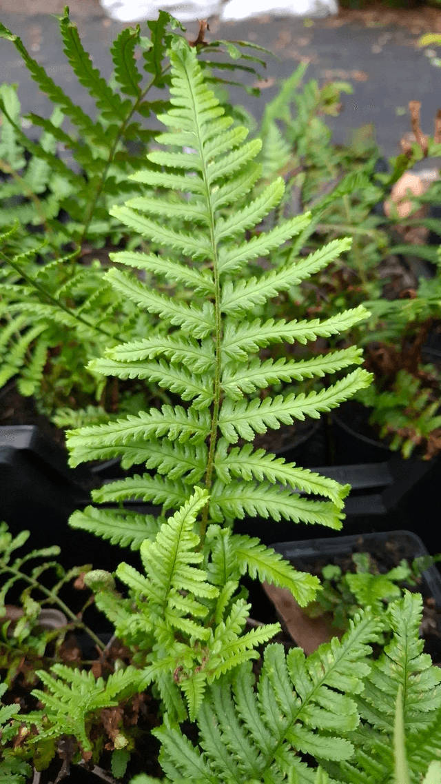 Dryopteris filix-mas 'Furcans' Forked Male Fern P9 (0.5 litre)