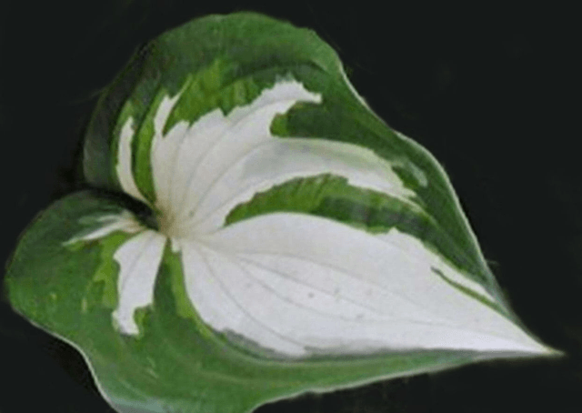 Hosta 'Fire and Ice' P9 (0.5l) 