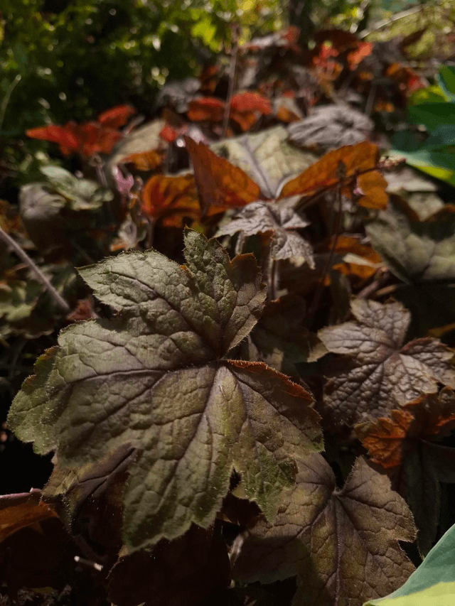 Heucherella 'Art Deco' 2 litre