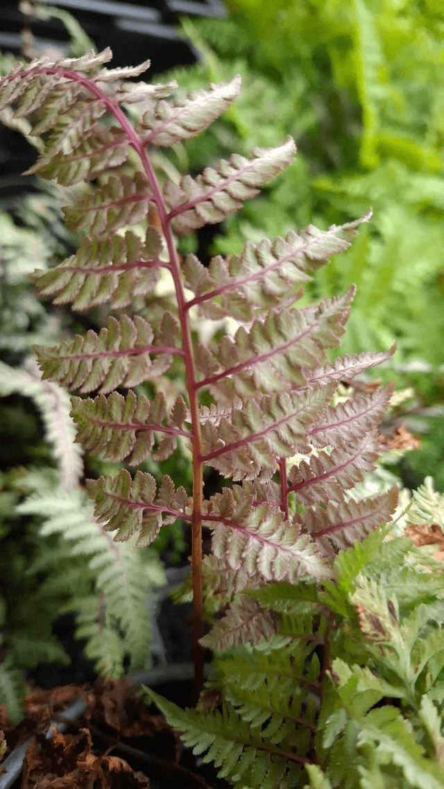 Athyrium nipponicum 'Burgundy Lace' P9