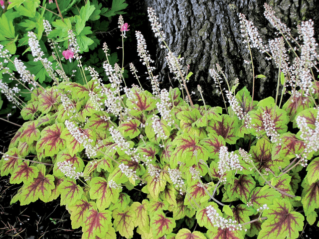 NEW!! Heucherella 'Stoplight' P9 (0.5l) 
