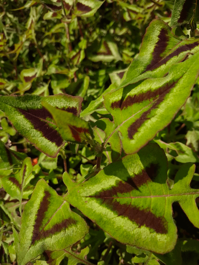 Persicaria runcinata 'Purple fantasy' 1 litre