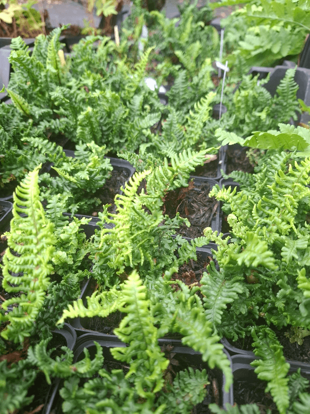 Dryopteris affinis 'Crispa Gracilis' P9