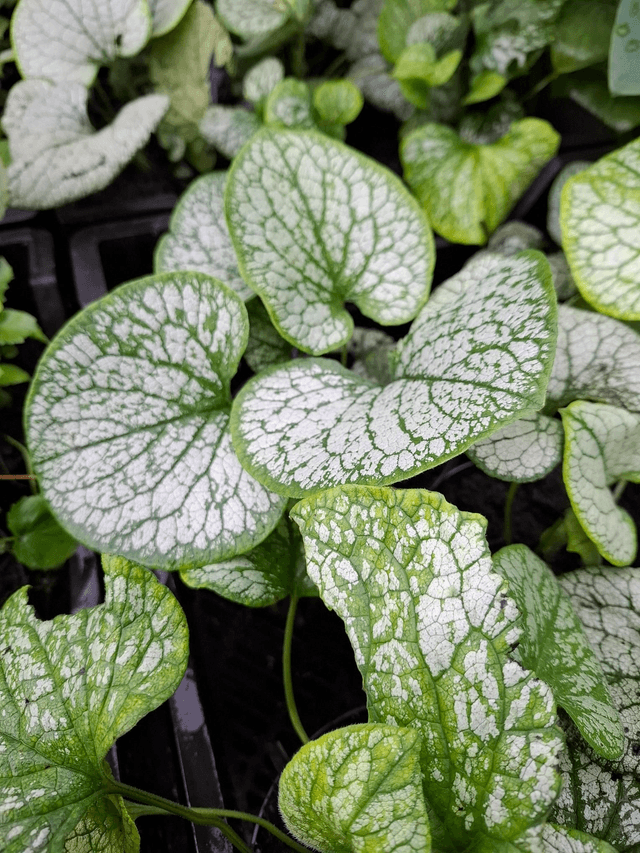 Brunnera macrophylla 'Silver Spear' 1 litre 