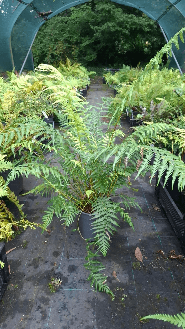 Dicksonia antarctica 