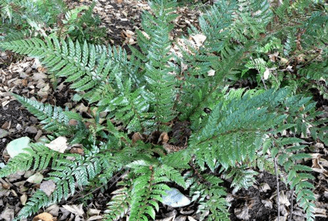 Polystichum neolobatum- Asian Sabre Fern 12cm pot