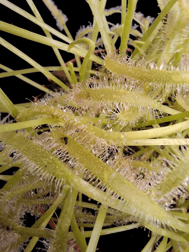 Drosera capensis 'Alba' P9