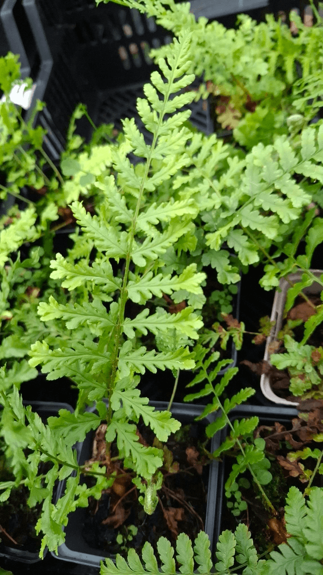 Dryopteris affinis 'Polydactyla Dadds' Many Fingered Male Fern 1 litre