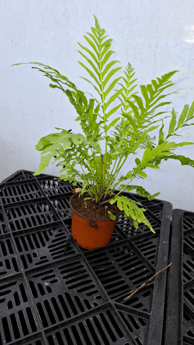 Blechnum gibbum  Dwarf Tree Fern 9cm