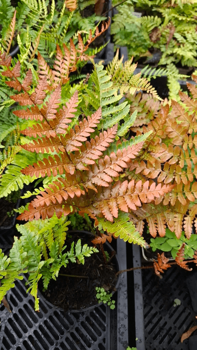 Dryopteris erythrosora ‘prolifica’- Japanese Copper Shield Fern 2 litre
