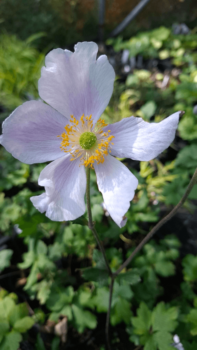 Anemone 'Regal Swan' 1 litre 