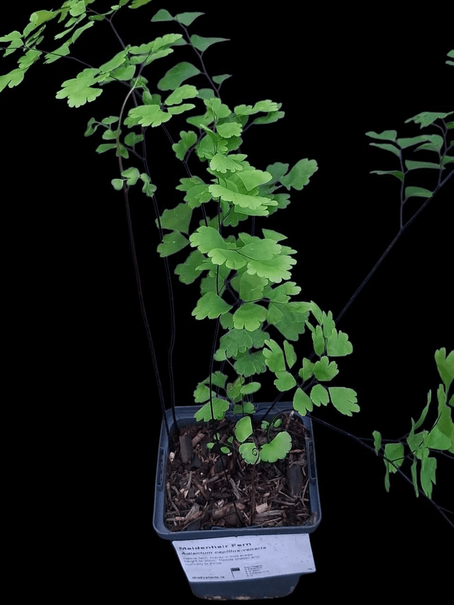 Adiantum capillus-veneris (The Maiden Hair Fern)
