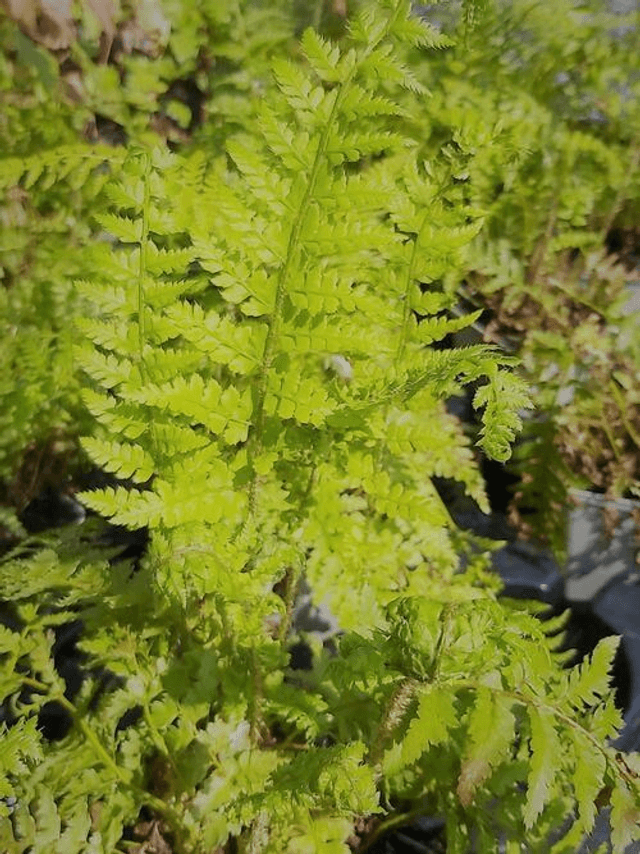 Polystichum setiferum 'Dahlem' 1 litre