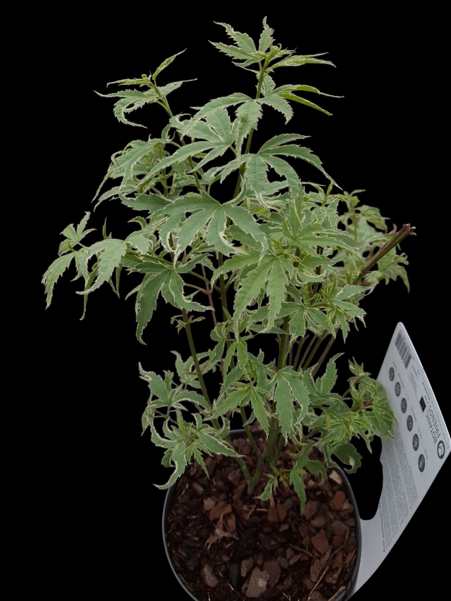 Acer palmatum 'Butterfly'
