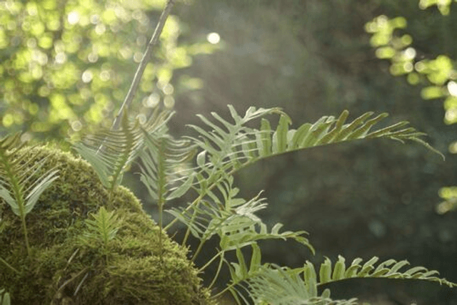 Polypodium vulgare 9cm