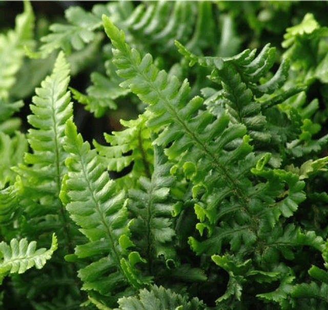 Dryopteris affinis &#039;Crispa Gracilis&#039; P9