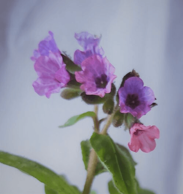 Pulmonaria &#039;Smokey Blue&#039; 1 litre 