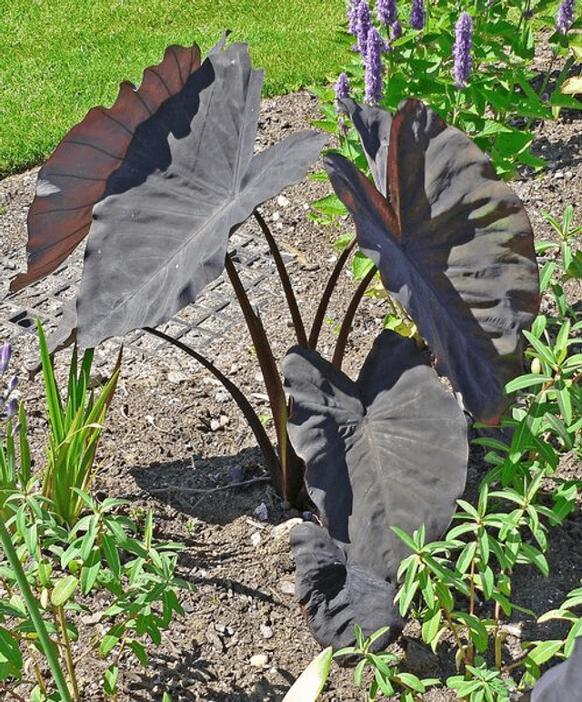 Colocasia esculenta &#039;Black Magic&#039; P9