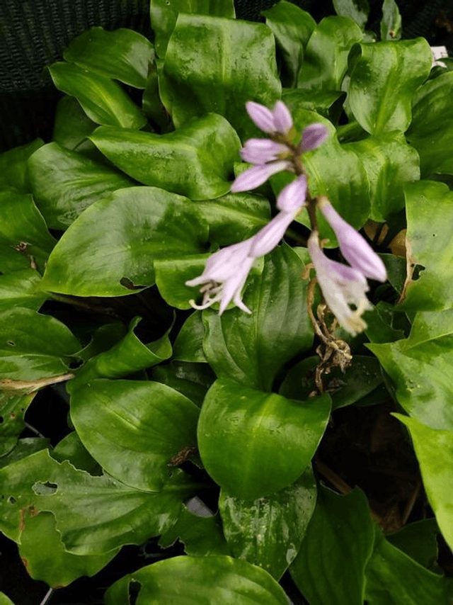 Hosta &#039;Shiny Sonata&#039; 7.5 litres 