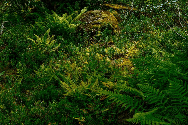 Dryopteris filix-mas - Male Fern 9cm