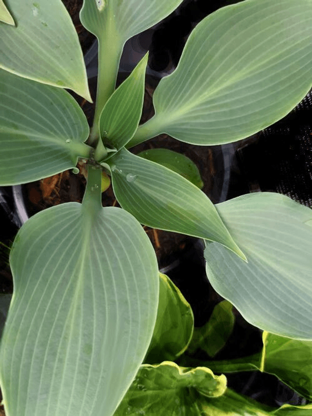 Hosta (Tardiana group) &#039;Halcyon&#039; 1 litre