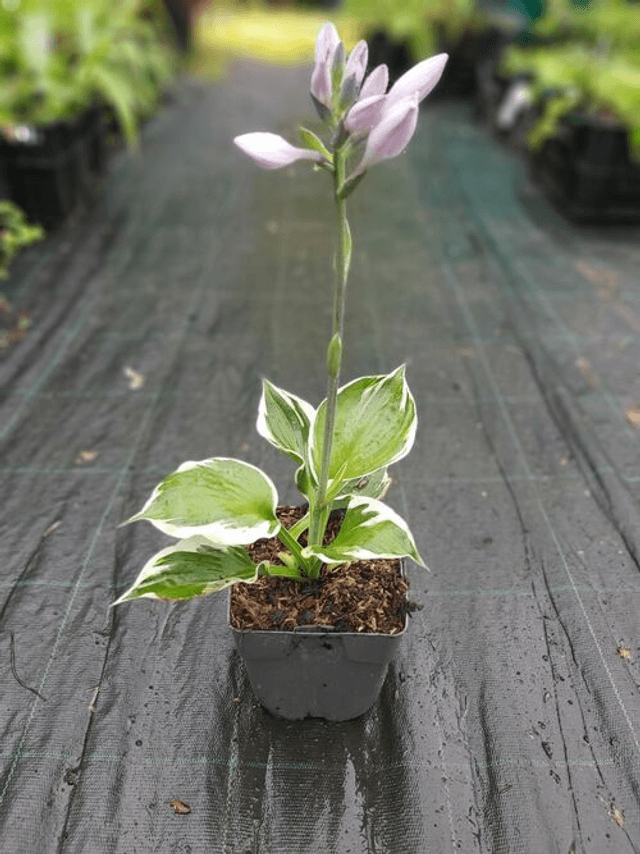 Hosta &#039;Patriot&#039; AGM P9 (0.5l)