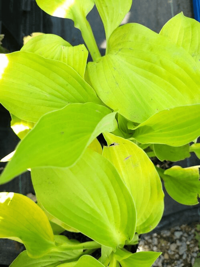 Hosta &#039;August Moon&#039; P9